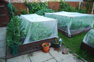 Bamboo and insect netting