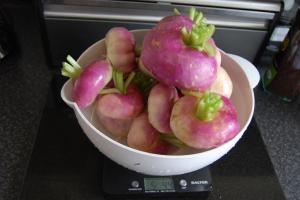 Harvest of Atlantic turnips