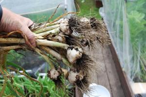 This year's Solent Wight garlic harvest