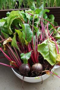 Move over beetroot...