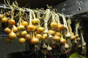 Onions and garlic drying