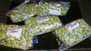 Ready for the freezer