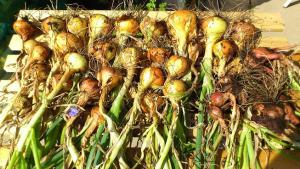 Ones onions, drying in the sun