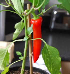 Hungarian Hot Wax chilli