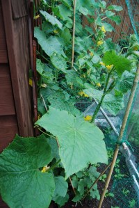 Marketmore cucumber plants