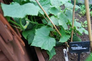 Fruits visible at ground level