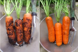 Autumn-picked Maestro F1 carrots