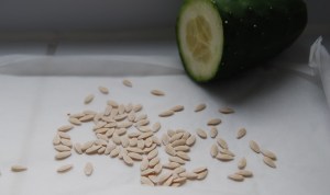 Saving cucumber seeds