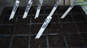 First seeds sown