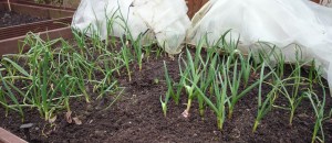 Overwintered onions and garlic