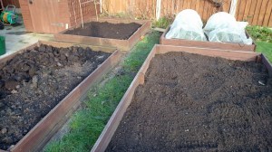 Freshly dug raised beds