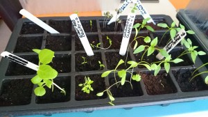 Variety of veg seedlings