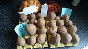Charlotte and King Edward seed potatoes