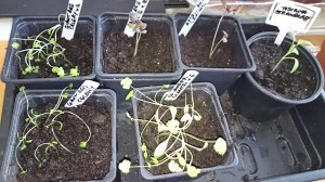 New variety seedlings potted on