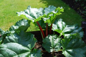 Young rhubarb coming along