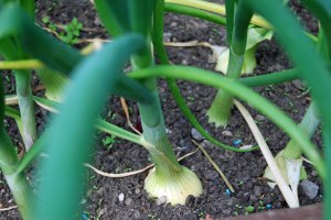 Onions now bulbing up