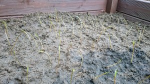 Agretti planted out and properly spaced