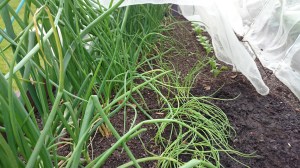 Onions, shallots and spring onions