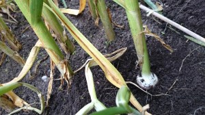 Provence Wight garlic, still with growing to do