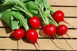 Scarlet Globe radishes