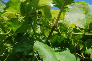 Tiny green grapes in June