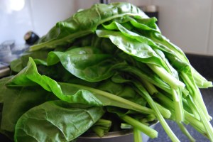 Perpetual Spinach Beet