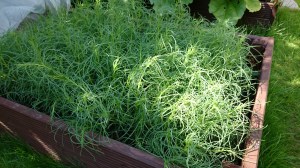 Agretti growing well