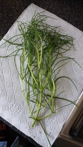 A single Agretti plant