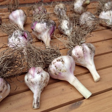 Provence Wight garlic drying