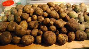 This year's maincrop potatoes