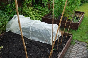 Saffron bulbs planted out under cover