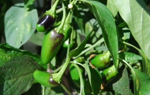 Jalapeños turning black
