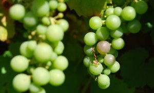 Black Grapes starting to colour