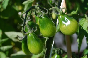Red Pear tomatoes