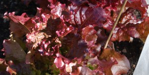 Red Lettuce