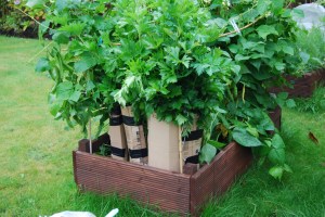 Blanching celery with cardboard