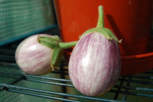 Pinstripe aubergines
