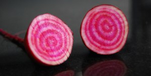 Chioggia Beetroot