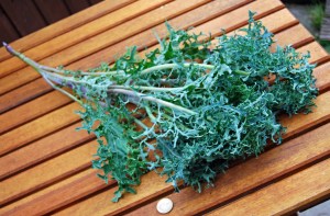 Freshly picked 'Seaweed Kale'