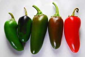 Jalapeños maturing from green to red