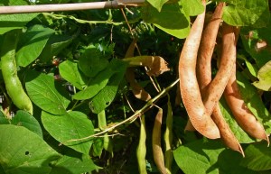 Spagna Bianco beans drying on the plant