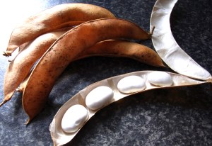 Large white Spagna Bianco pulses