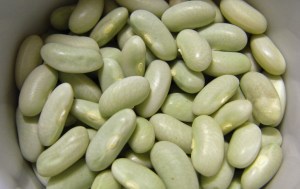 Tiny flageloet beans