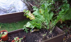 Horseradish plant ready to be harvested