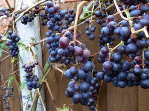 Ripe grapes ready for picking