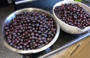 14 pounds / 6 kilos picked and cleaned.