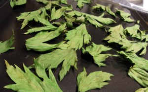 Celery leaves, oven dried