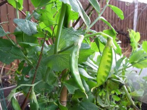 Oregon Sugar Pod mangetout