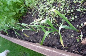 Germidor garlic over-wintering