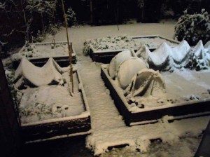 Snowy veg patch